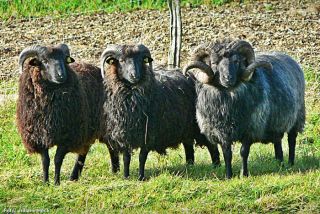 2 Zuchtbock mit Nachwuchs